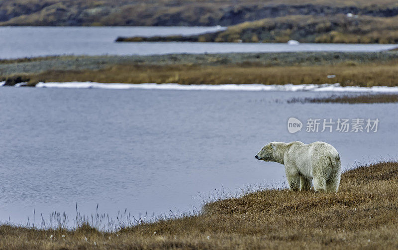 北极熊(Ursus maritimus)是一种土生土长的北极熊，主要生活在北极圈内，包括北冰洋及其周围的海洋和陆地。在巴特岛的海滩上等待着海水结冰以便捕猎海豹